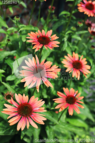 Image of echinacea flowers