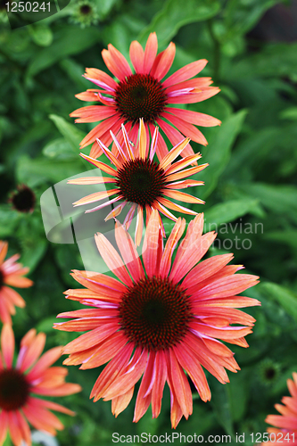 Image of echinacea flowers