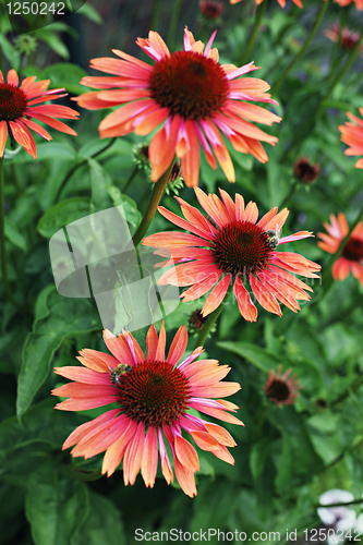 Image of echinacea flowers