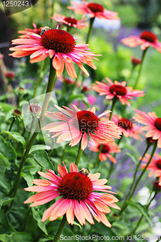 Image of echinacea flowers