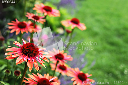 Image of echinacea flowers