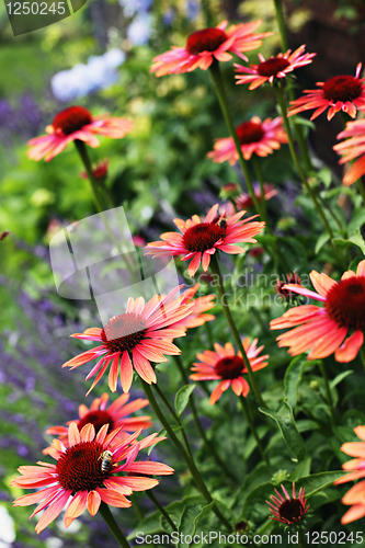 Image of echinacea flowers