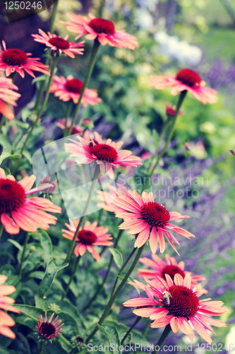 Image of echinacea flowers