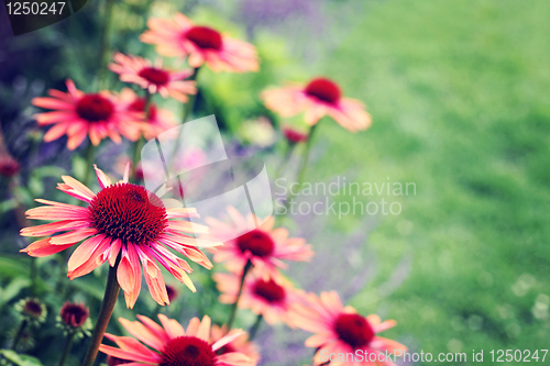 Image of echinacea flowers