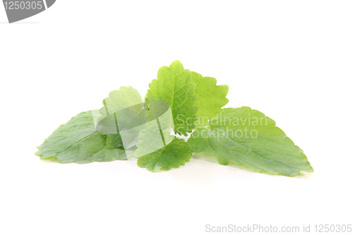 Image of lemon balm