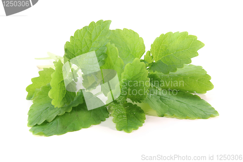 Image of lemon balm