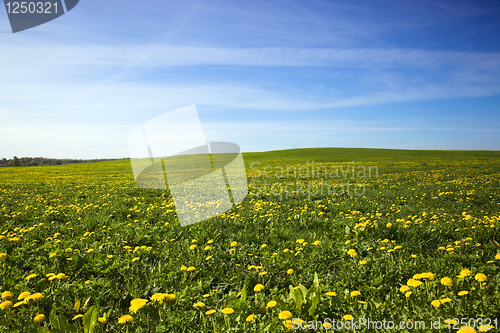 Image of Field with dandelions