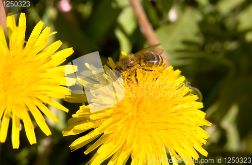 Image of Bee on a dandelion