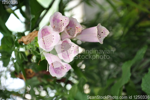 Image of Flowers