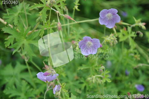 Image of Flowers