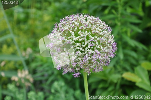 Image of Flower