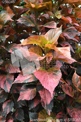 Image of Leaves