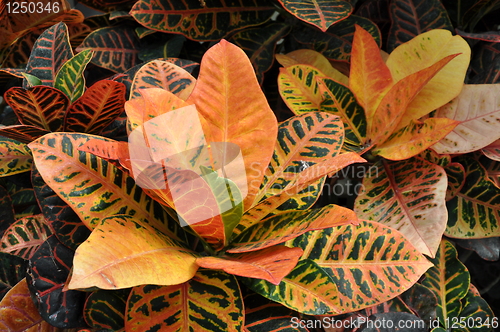 Image of Leaves