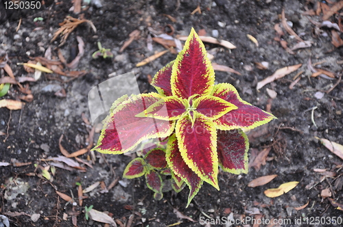 Image of Leaves