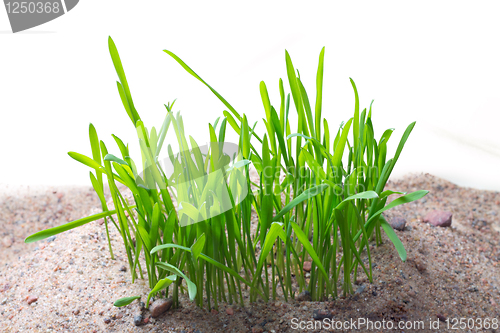 Image of Sand grass 2