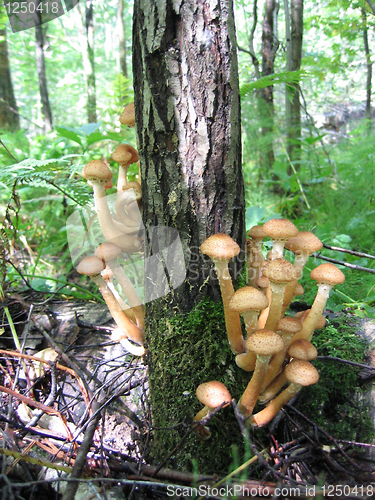 Image of honey mushrooms growing at tree