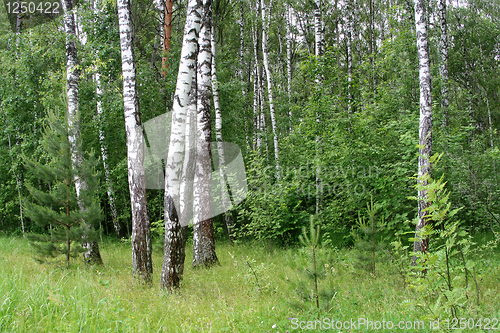 Image of birch trees in a forest