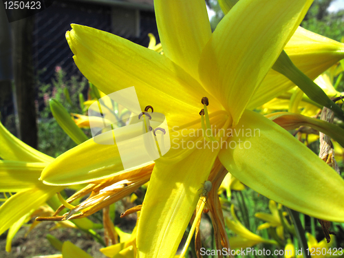 Image of beautiful yellow flower
