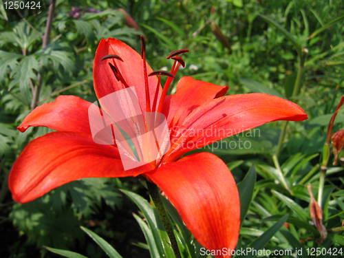 Image of beautiful red lily