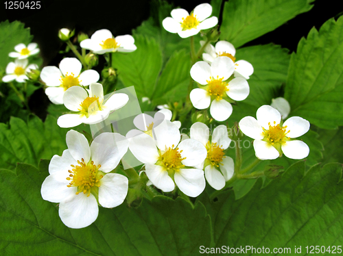 Image of blossoming strawberry