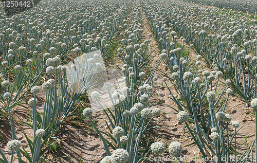 Image of onion field