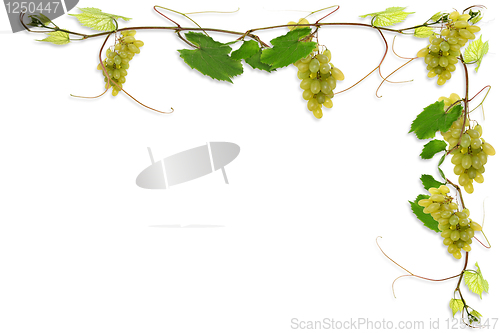 Image of vines and grapes