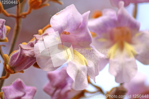 Image of Pavlovnia blossoms