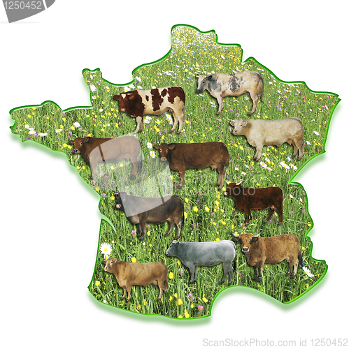 Image of Cows on a map of France