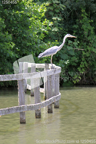 Image of Heron