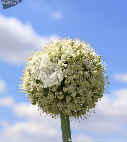 Image of Onion flowers