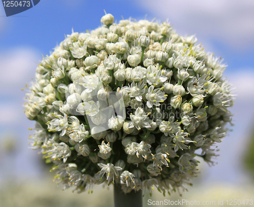 Image of Onion flowers