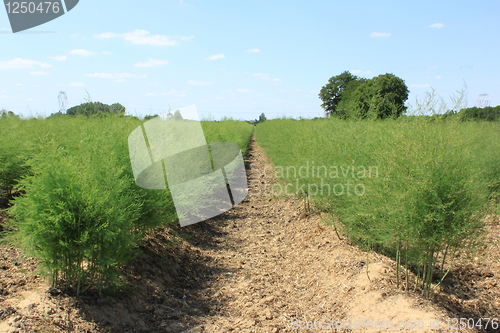 Image of asparagus field