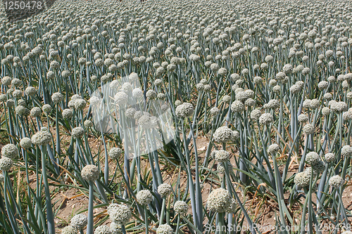 Image of onion field