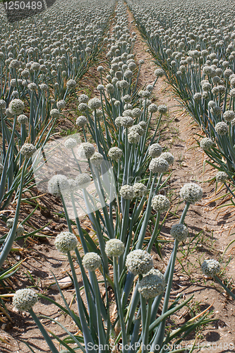 Image of onion field