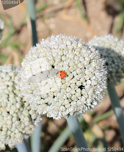 Image of Onion flowers