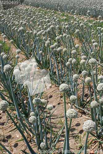 Image of onion field