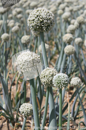 Image of Onion flowers