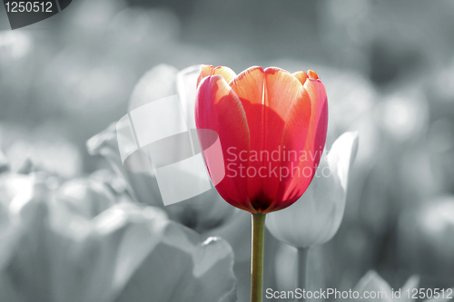 Image of red tulip (clipping path included)