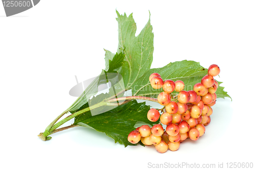 Image of Viburnum branch with berries