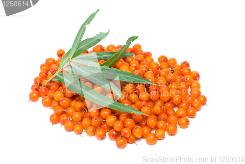 Image of Pile of sea buckthorn berries and some leaves