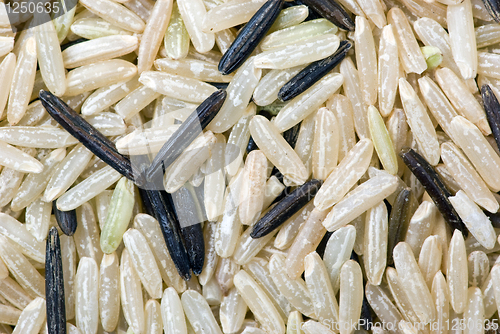 Image of White and black uncultivated rice (macro)
