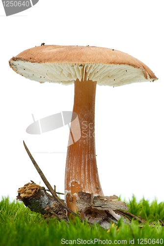 Image of Toadstool growning on the moss