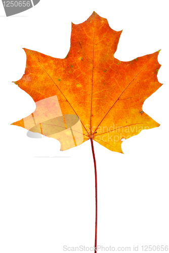 Image of Orange-red maple leaf isolated on the white background