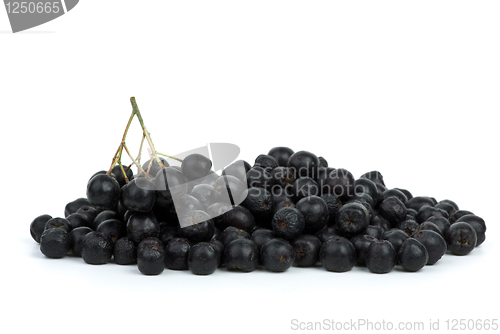Image of Pile of black chokeberries 