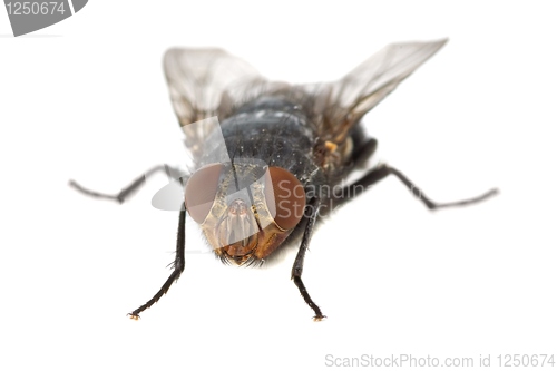 Image of Fly "portrait"