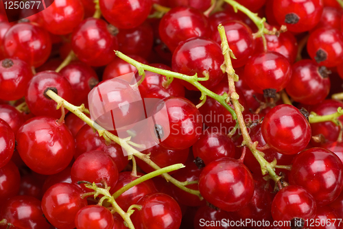 Image of Redcurrants