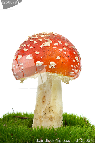 Image of Fly agaric (Amanita Muscaria) growning on the moss