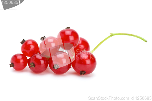 Image of Redcurrants cluster