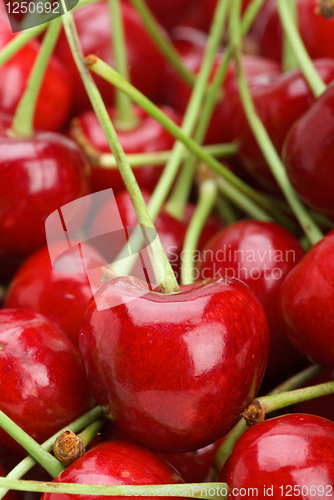 Image of Red cherries with stalks