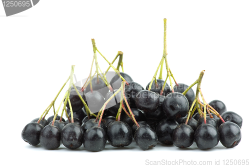 Image of Few black chokeberry clusters